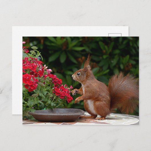赤赤と白い花の茂みリス ポストカード (正面/裏面)