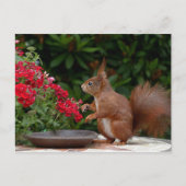 赤赤と白い花の茂みリス ポストカード (正面)