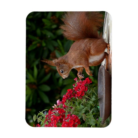 赤赤と白い花の茂みリス マグネット (縦)