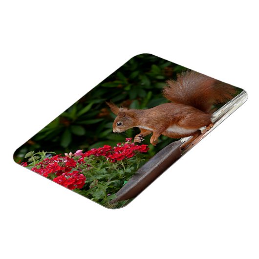 赤赤と白い花の茂みリス マグネット (左側)