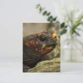 赤足亀 シーズンポストカード (スタンド正面)