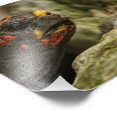 赤足亀 フォトプリント            (角)