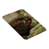 赤足亀 マグネット (右側)