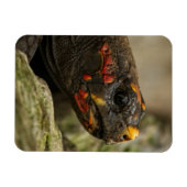 赤足亀 マグネット (横)