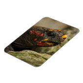 赤足亀 マグネット (左側)