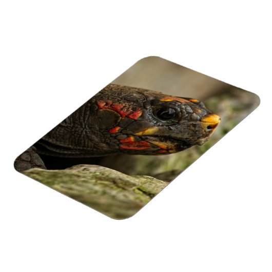 赤足亀 マグネット (左側)