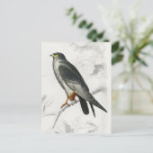 赤足《鳥》ハヤブサイラストレーションヴィンテージアートプリント ポストカード (スタンド正面)