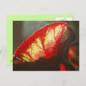 赤輝く葉 ポストカード (正面/裏面)