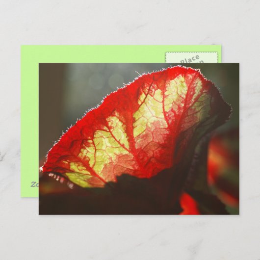 赤輝く葉 ポストカード (正面/裏面)
