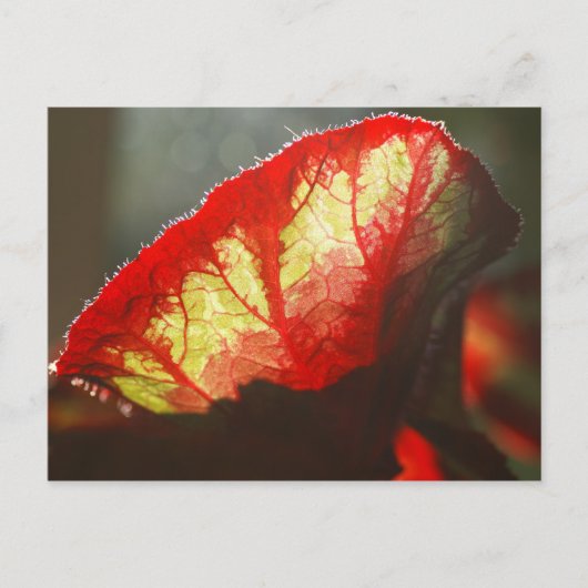 赤輝く葉 ポストカード (正面)