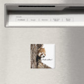 赤遊パンダののぞきブー！ マグネット (インサイチュ (食洗機))