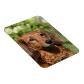 赤長髪ミニチュアダックスシュント マグネット (右側)