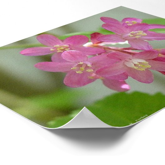 赤開花電流 ポスター (角)