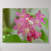 赤開花電流 ポスター (正面)