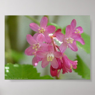 赤開花電流 ポスター