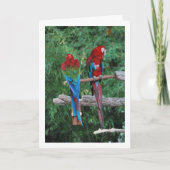 赤青緑のカラフルなインコ カード (正面)