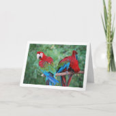 赤青緑のパラットの肖像 カード (正面)