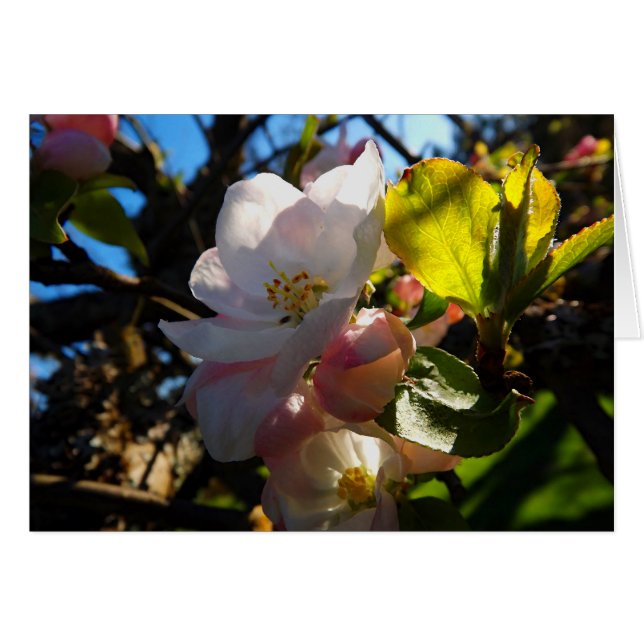 赤面の開花 (正面横)