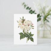 赤面ノワゼッテバラ(ローザノイセッティアナ)バイレドゥテ ポストカード (スタンド正面)