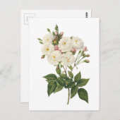 赤面ノワゼッテバラ(ローザノイセッティアナ)バイレドゥテ ポストカード (正面/裏面)