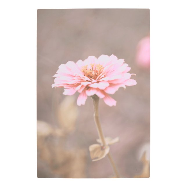 赤面ピンクモンタナワイルドフラワー メタルプリント (正面)