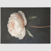 赤面ピンク牡丹絵を描植物園 薄葉紙 (正面)