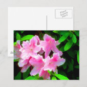 赤面ピンク ポストカード (正面/裏面)