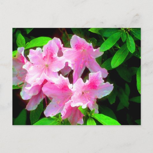 赤面ピンク ポストカード (正面)