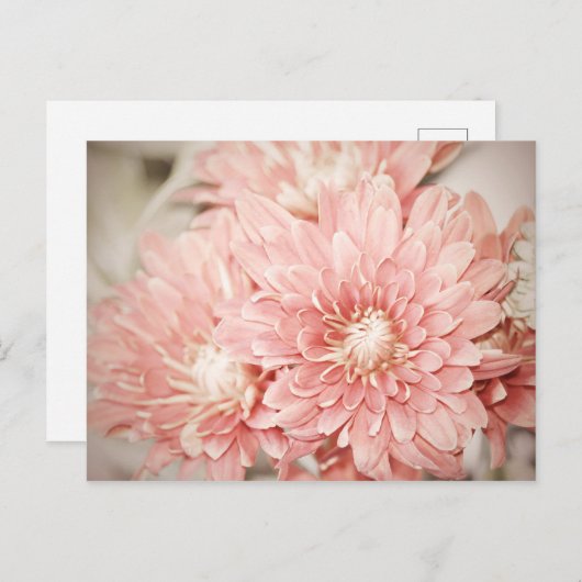 赤面ム ポストカード (正面/裏面)