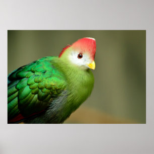 赤頂点に達されたエボシドリ科の鳥 ポスター