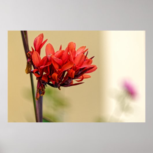 赤風変わり花 ポスター (正面)