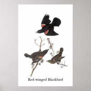 赤飛んだクロドリ、ジョンAudubon ポスター