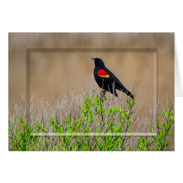 赤飛んだクロドリ-沼地のコレクション-ブランク (正面横)