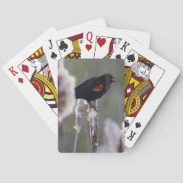 赤飛んだクロドリ(Agelaiusのphoeniceus) トランプ