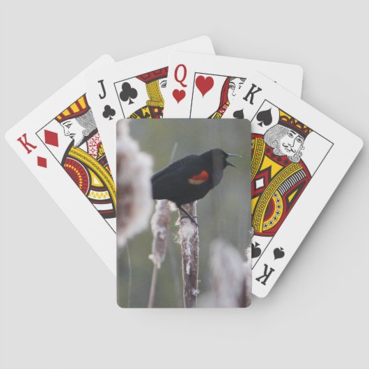 赤飛んだクロドリ(Agelaiusのphoeniceus) トランプ (裏面)