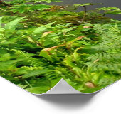 赤香秋 – ハワイ ポスター (角)