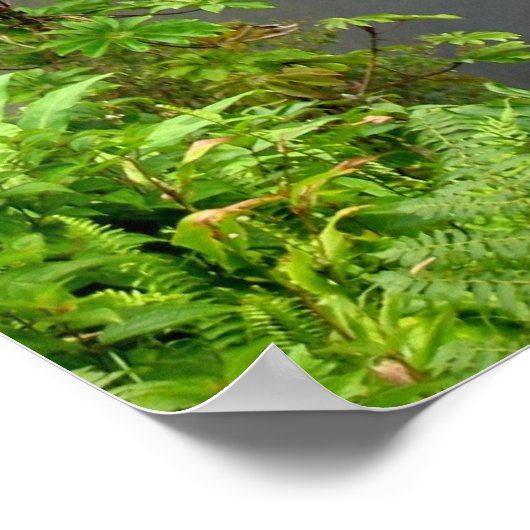 赤香秋 – ハワイ ポスター (角)