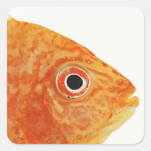 赤魚 スクエアシール (正面)