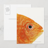 赤魚 ポストカード (正面/裏面)