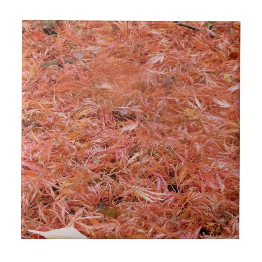 赤鮮やか紅葉 タイル (正面)