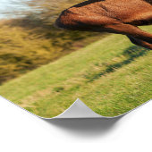 赤鹿の牡鹿 ポスター (角)