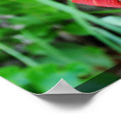 赤黄色の花 ポスター (角)