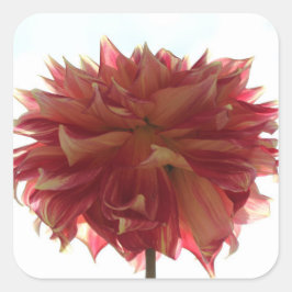 赤、オレンジ、黄色のダリアのステッカー スクエアシール