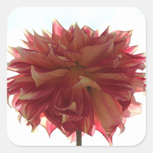 赤、オレンジ、黄色のダリアのステッカー スクエアシール (正面)