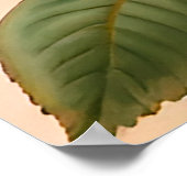 赤、ピンク、サンゴの美しいバラ ポスター (角)