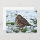 赤 ポストカード (正面/裏面)