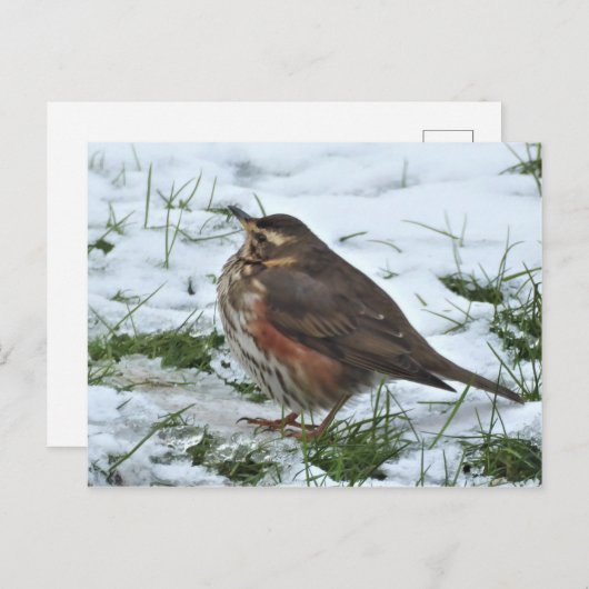 赤 ポストカード (正面/裏面)