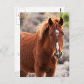 赤 ポストカード (正面/裏面)