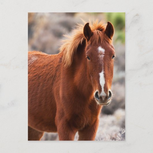 赤 ポストカード (正面)