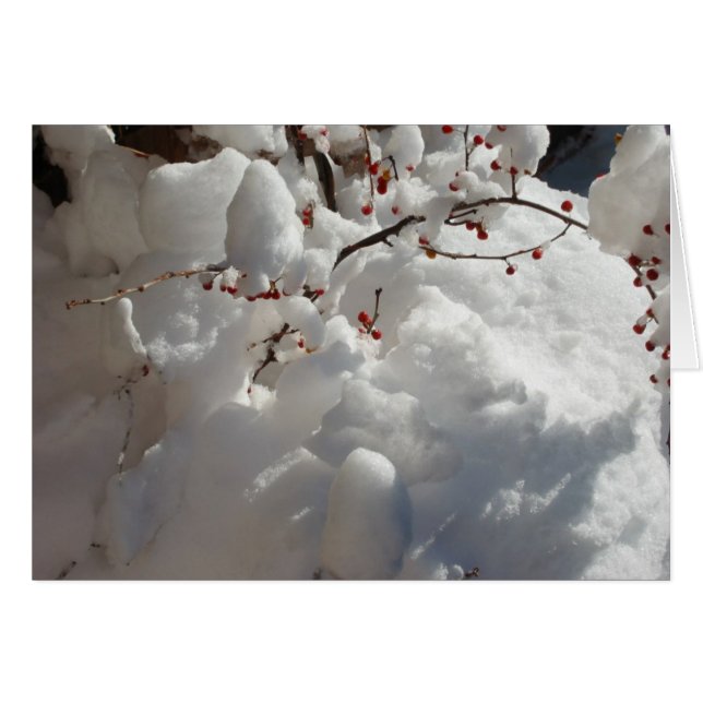 赤、白および風邪 (正面横)